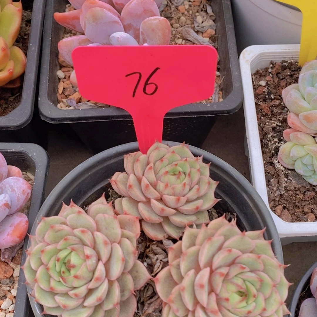 开心多肉植物多肉