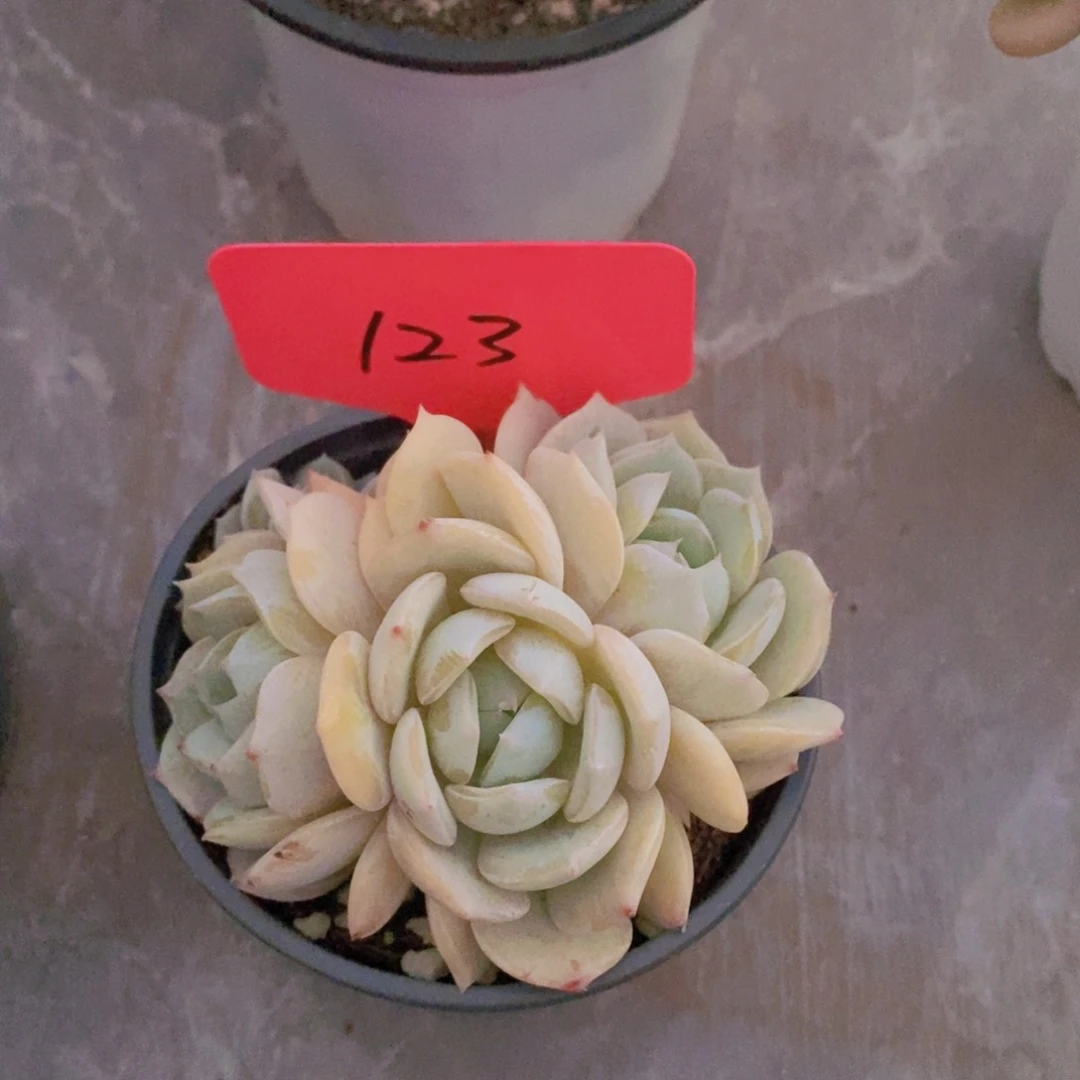 开心多肉植物多肉