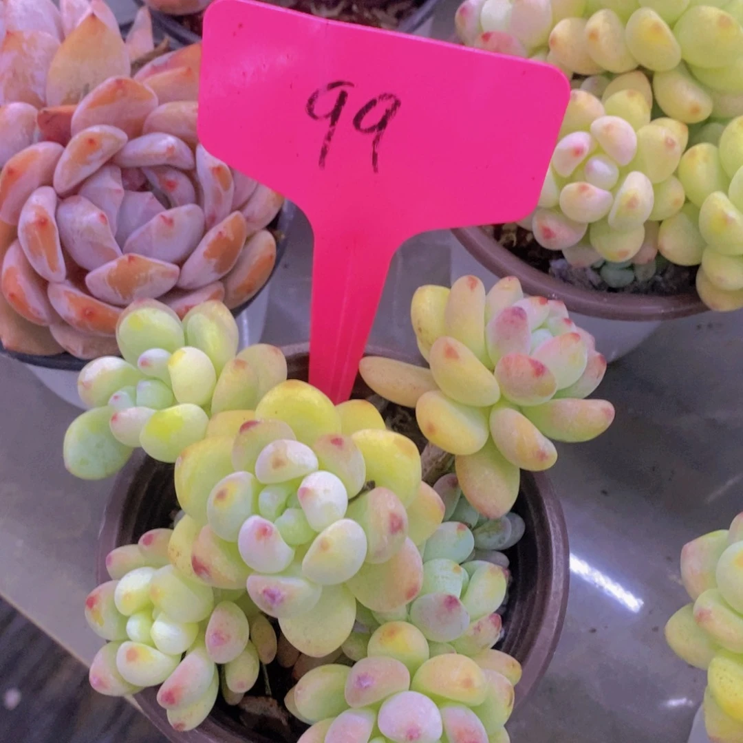 开心多肉植物多肉