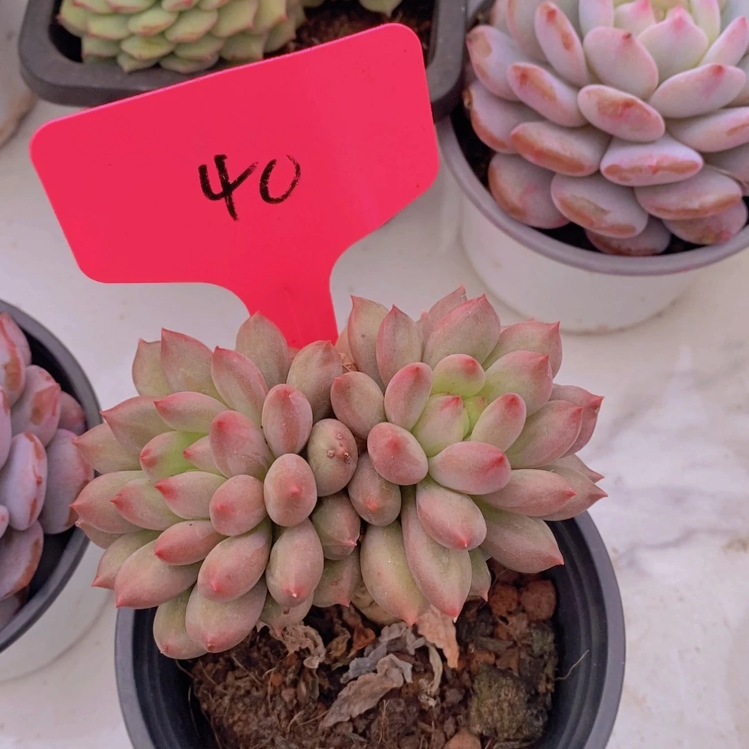 开心多肉植物多肉