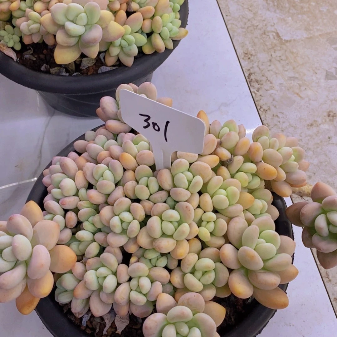 开心多肉植物多肉