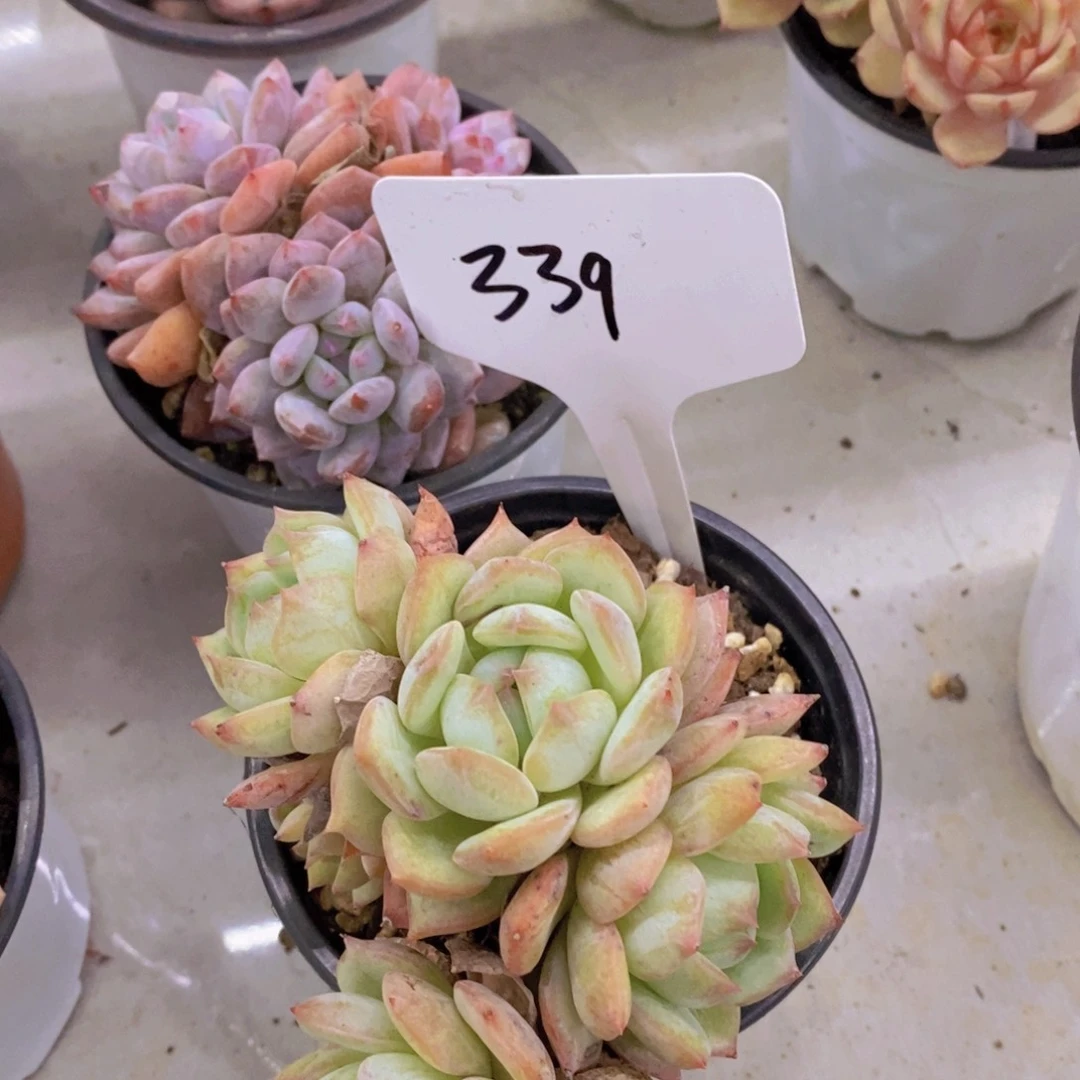 开心多肉植物多肉