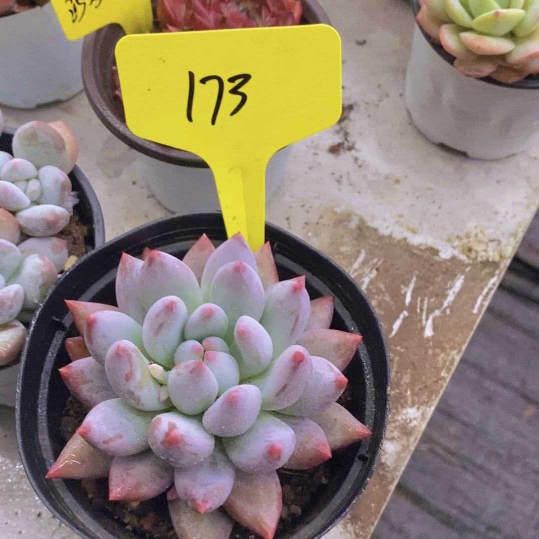 开心多肉植物多肉