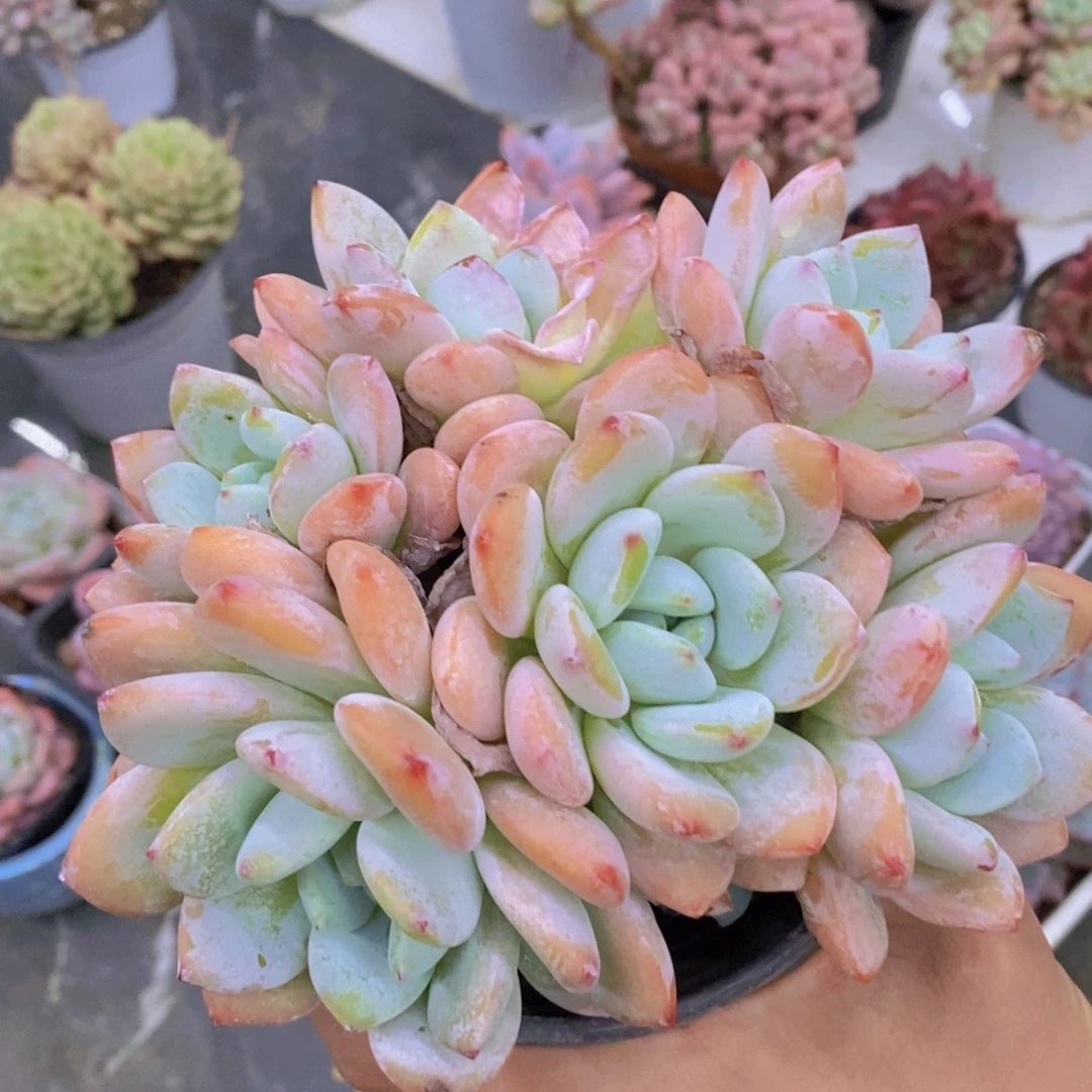 开心多肉植物多肉