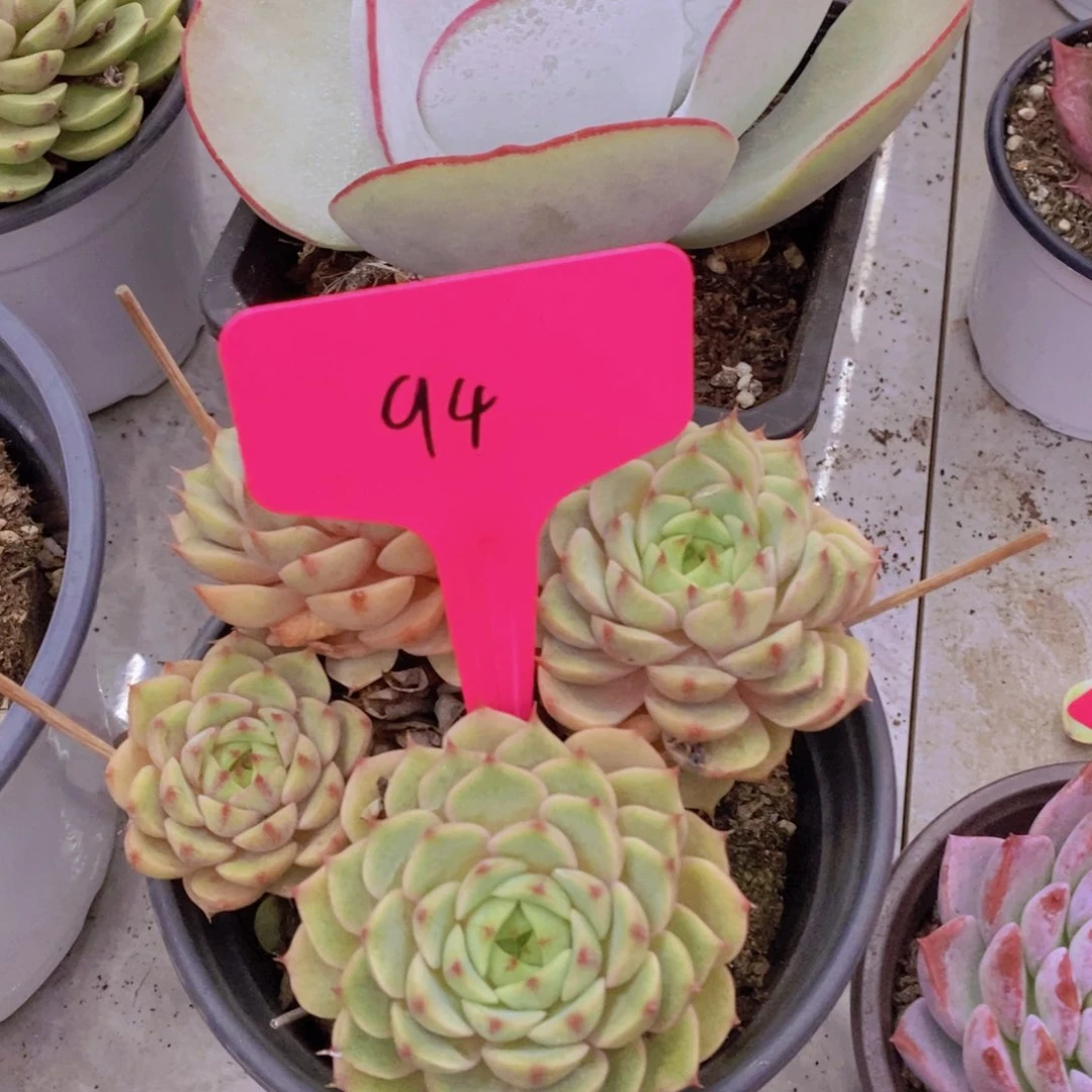 开心多肉植物多肉