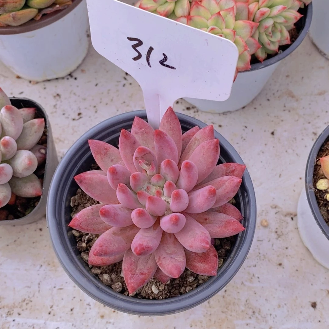 R****e开心多肉植物多肉