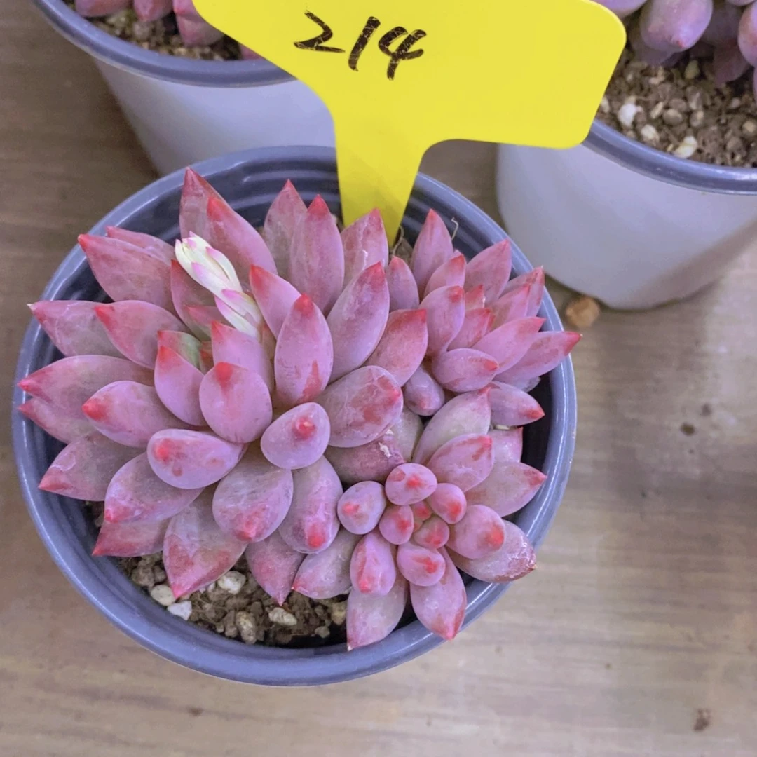 芳*开心多肉植物多肉