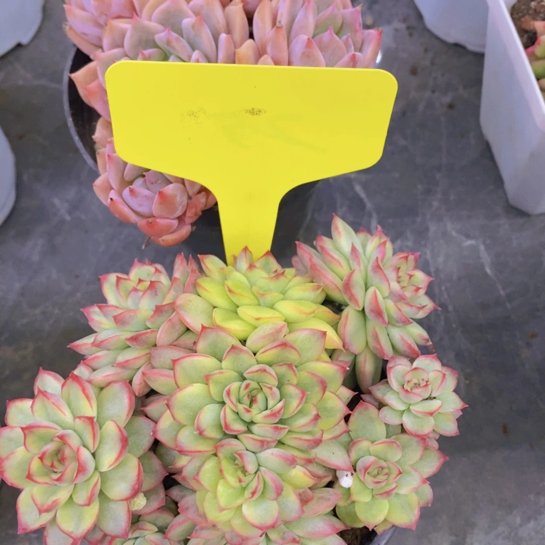 开心多肉植物多肉