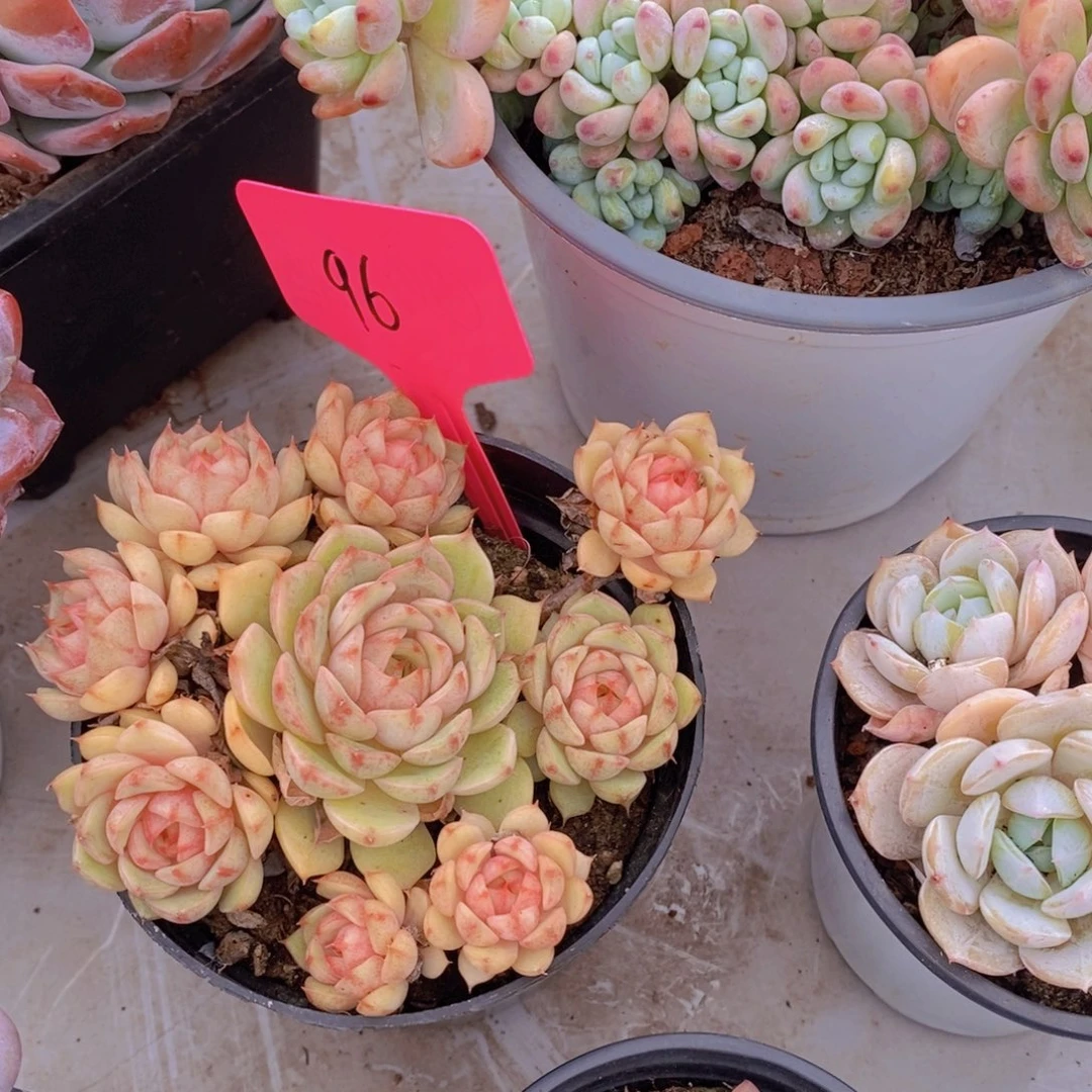 开心多肉植物多肉