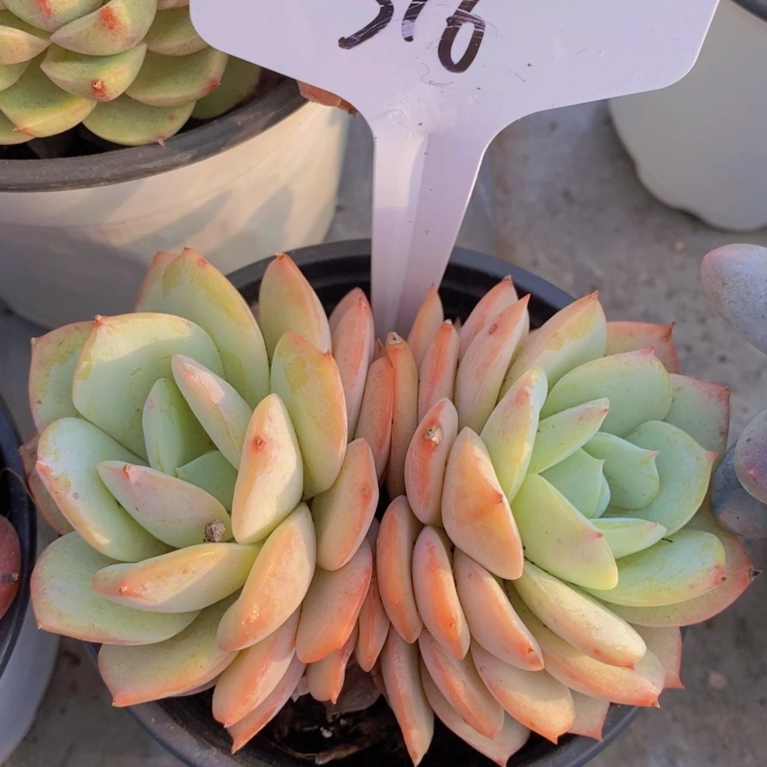 开心多肉植物多肉