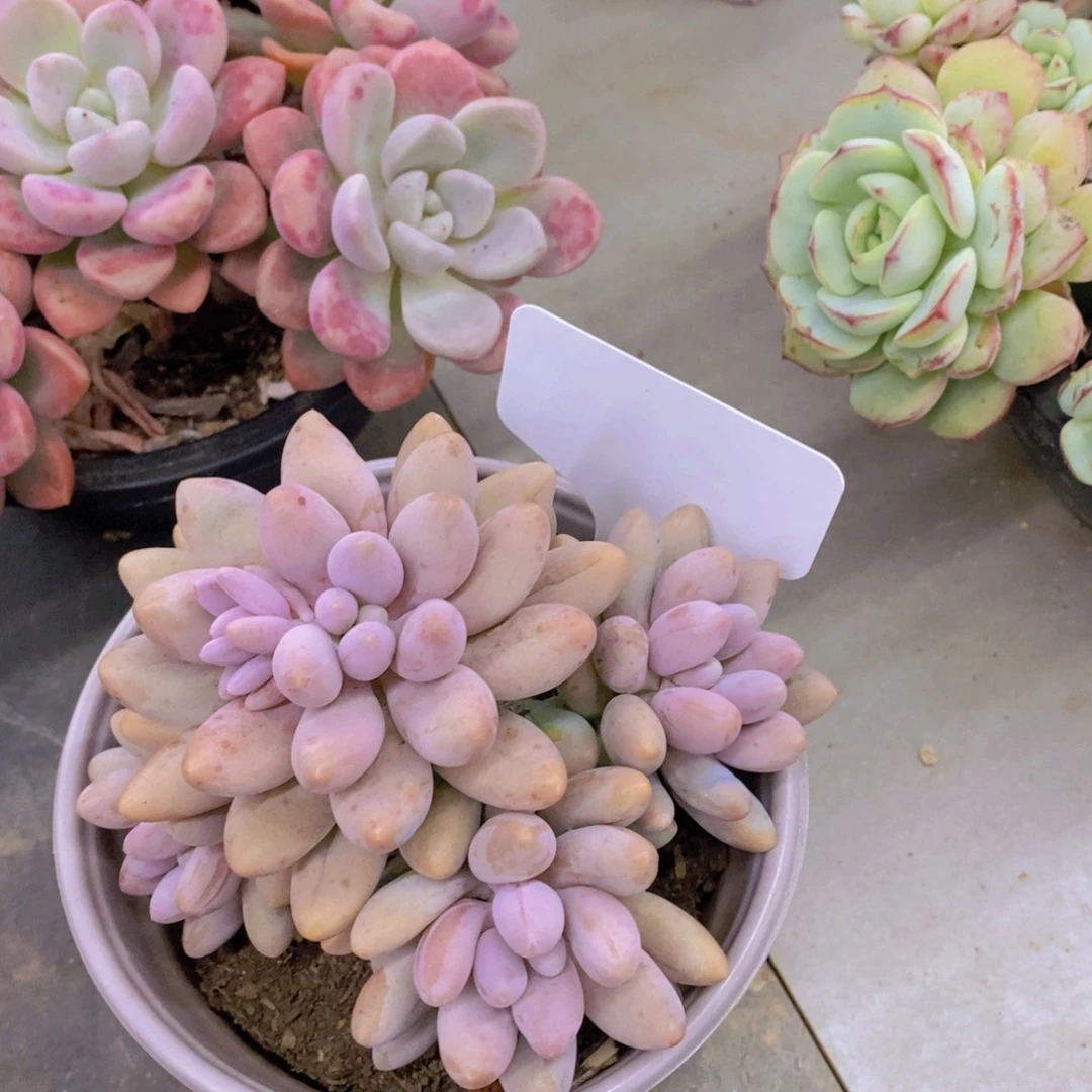 开心多肉植物多肉