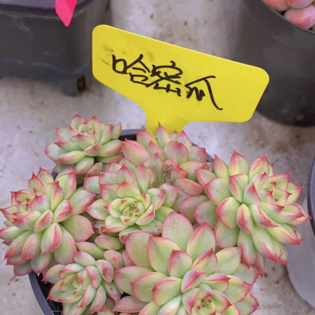 开心多肉植物多肉