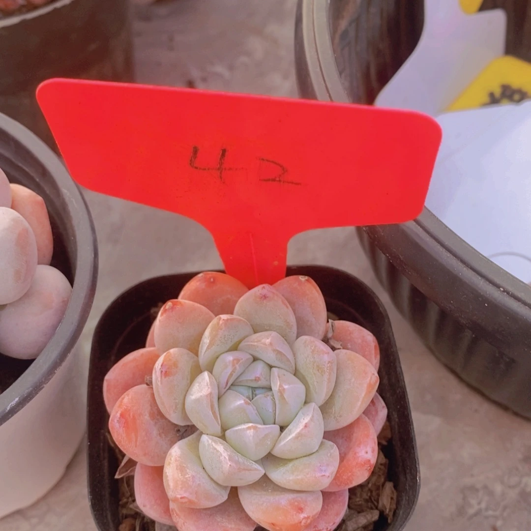 开心多肉植物多肉