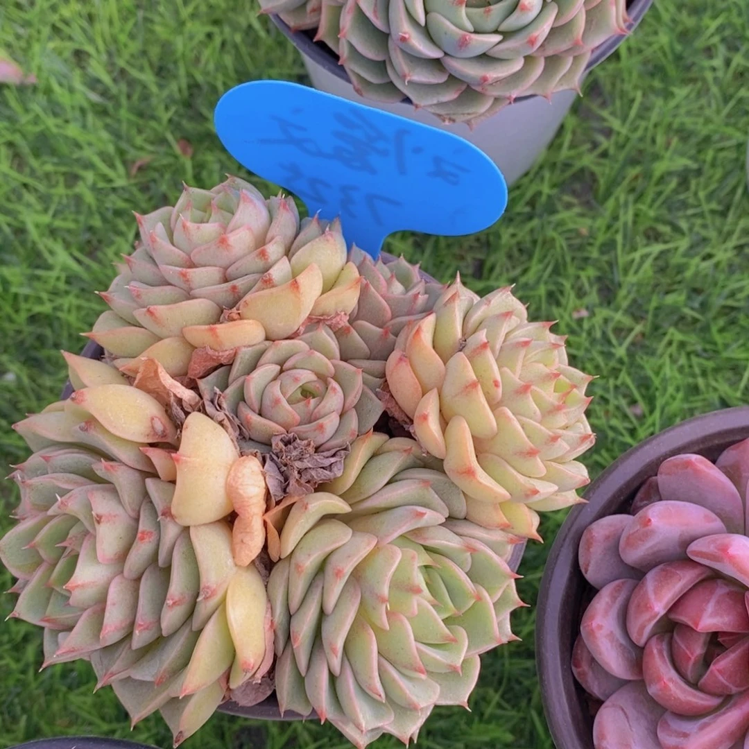 开心多肉，多肉植物