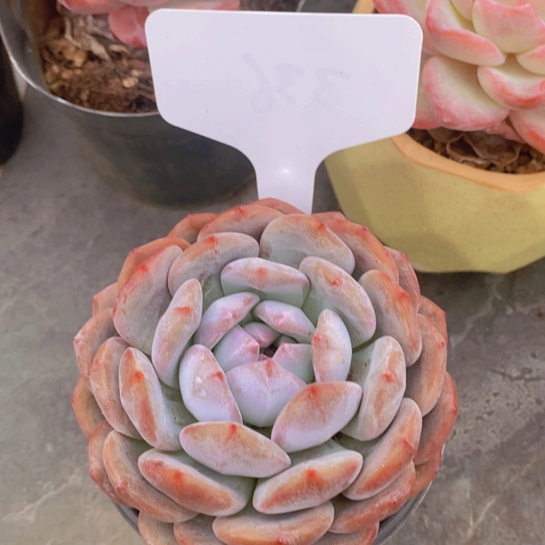 开心多肉植物多肉