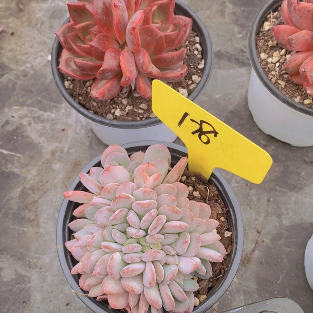 开心多肉植物多肉