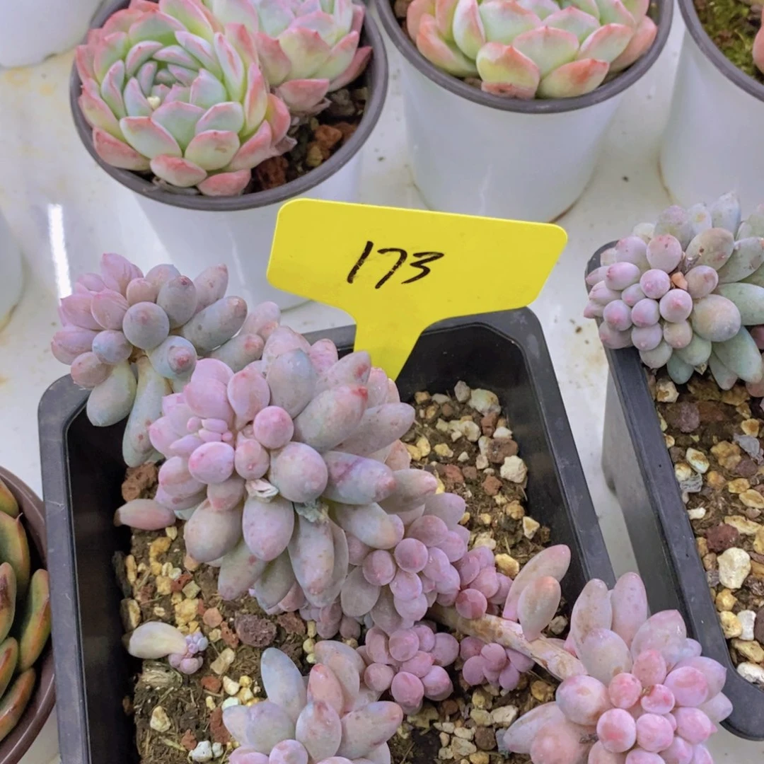 开心多肉植物多肉