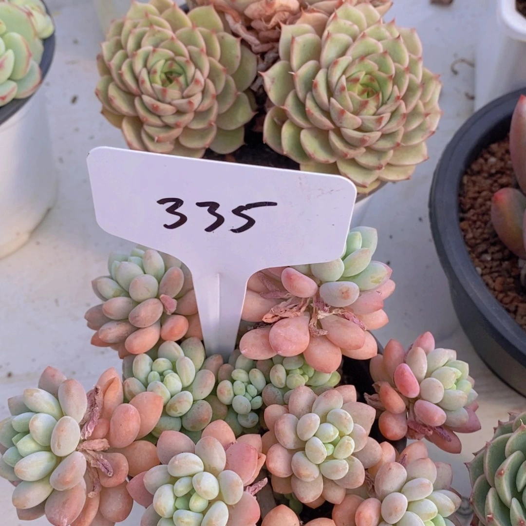 开心多肉植物多肉