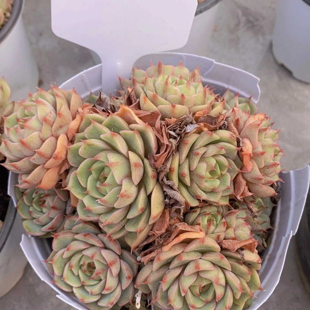 开心多肉植物多肉