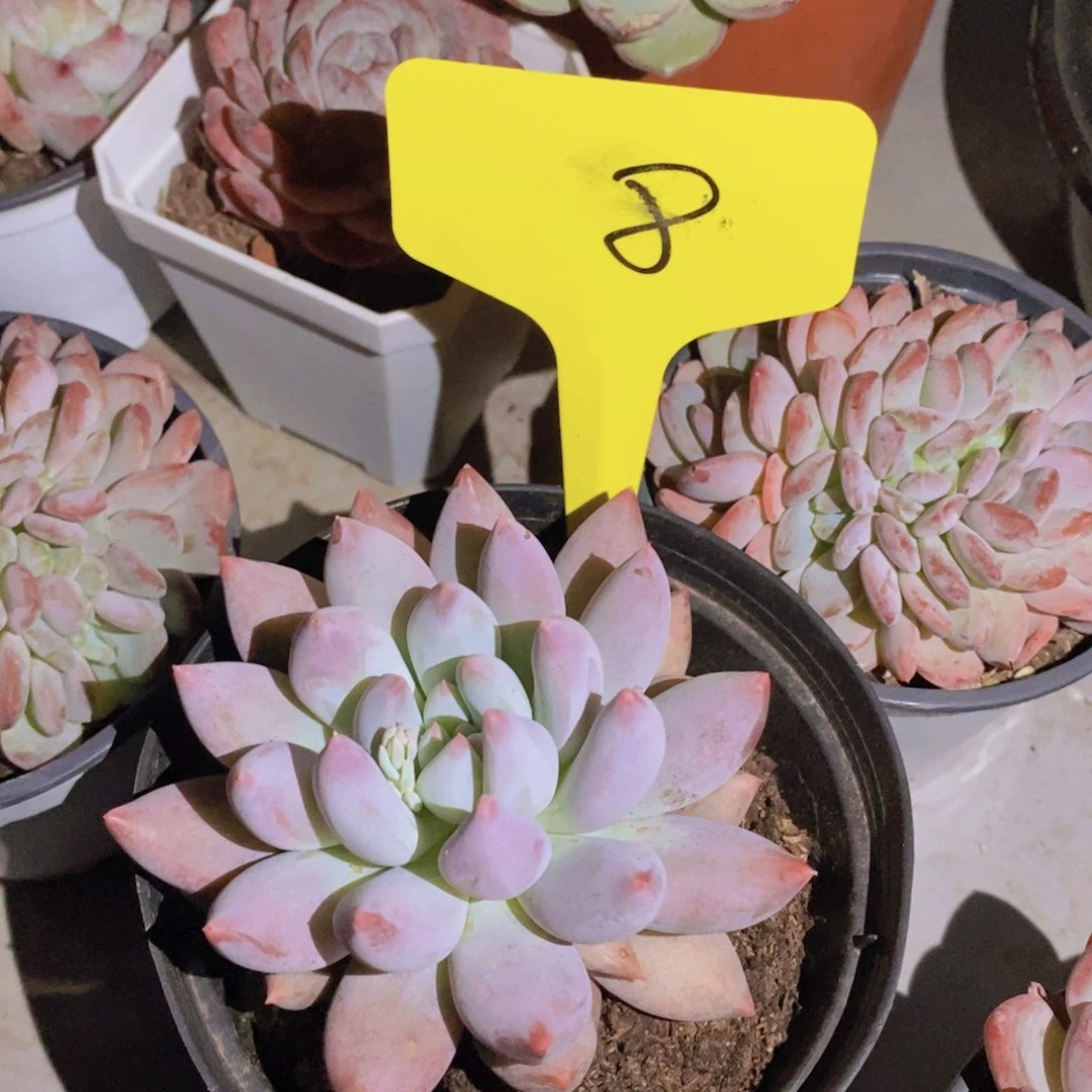 林***✨开心多肉植物多肉