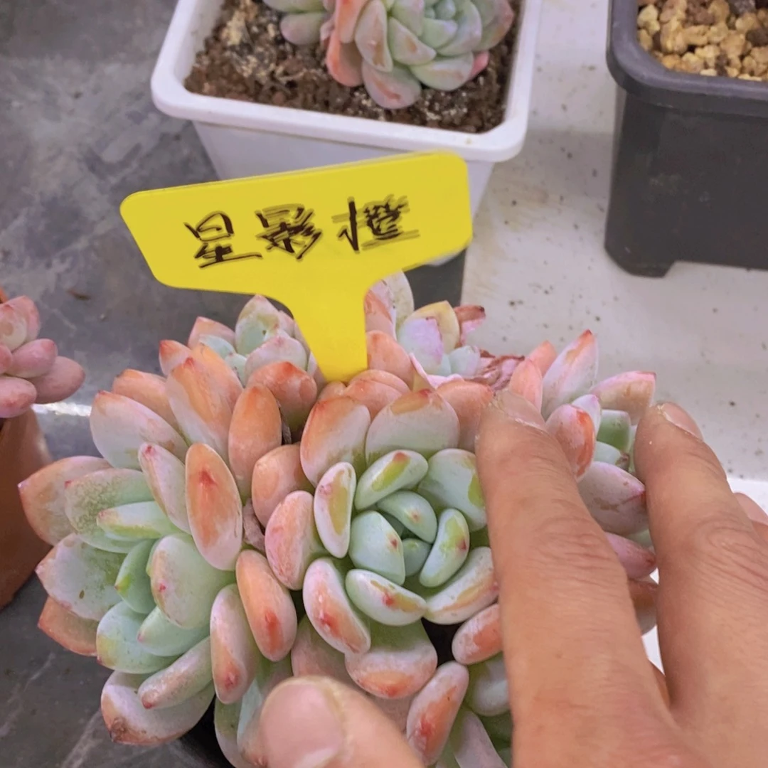 开心多肉植物多肉