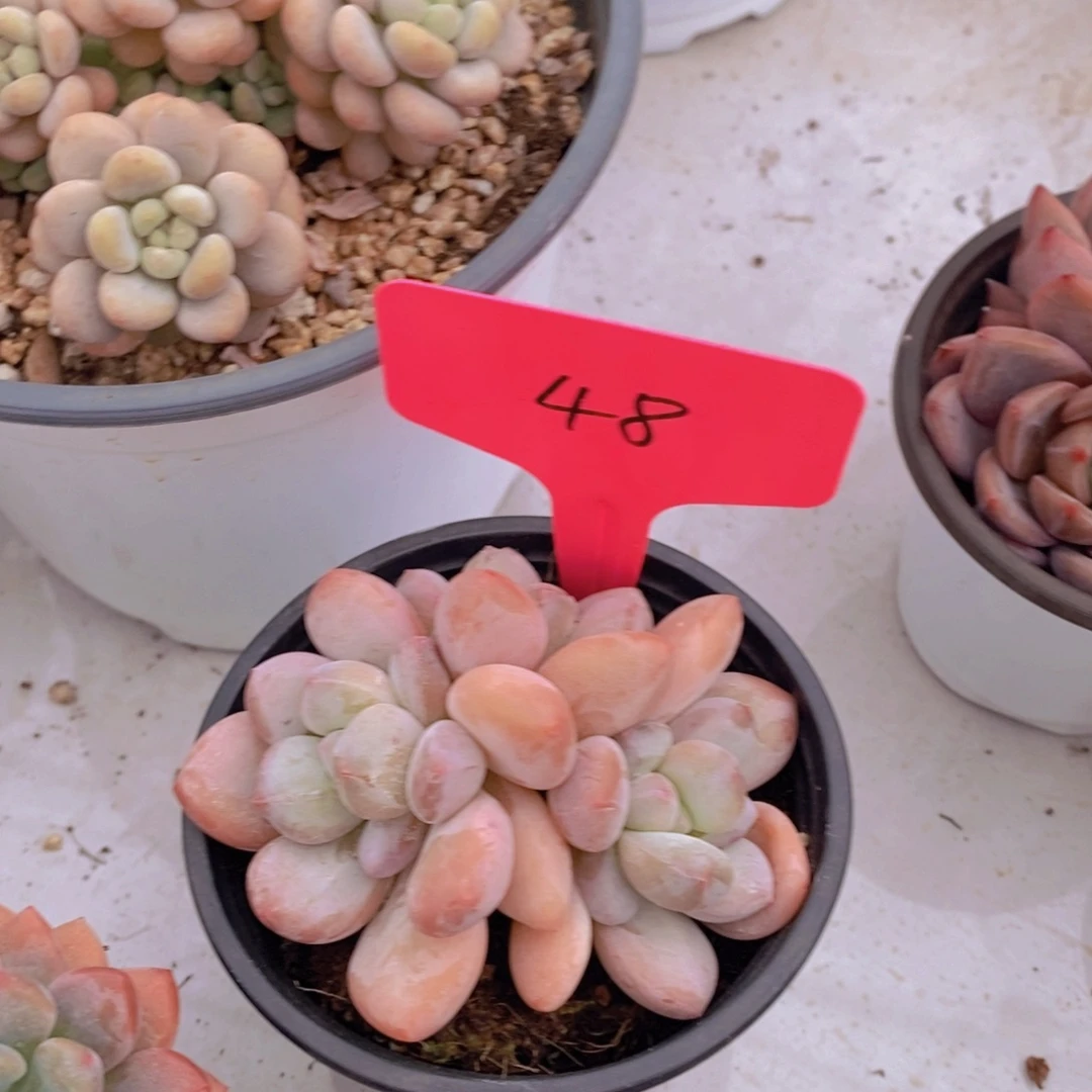 开心多肉植物多肉