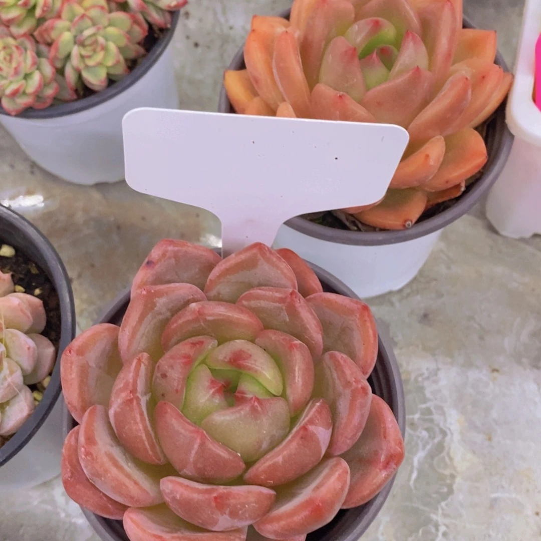 开心多肉植物多肉