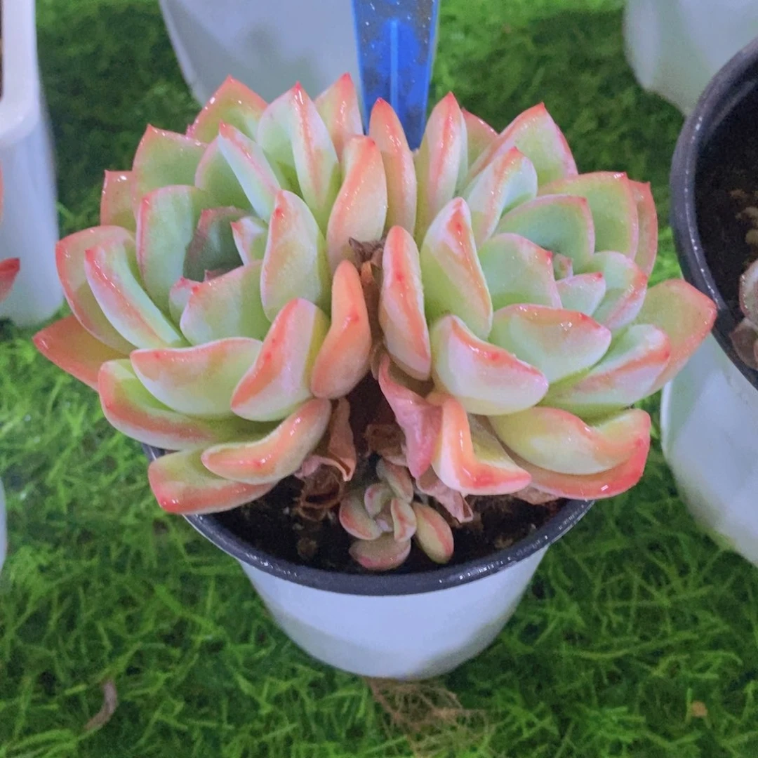 @**果开心多肉植物多肉