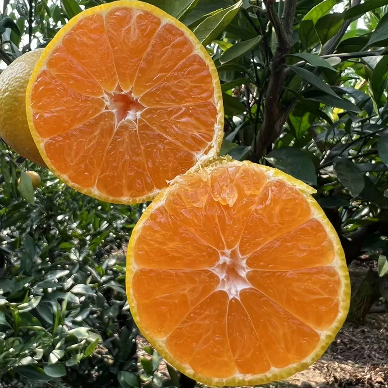 5斤装早熟桔子湖北荆州公安现摘现发皮薄肉厚多汁