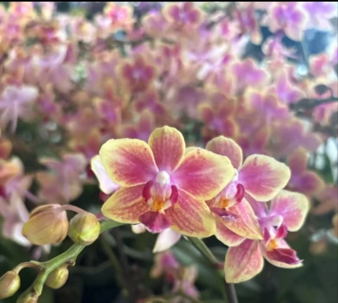 2.8寸【油画】蝴蝶兰  带花剑苗  抽梗苗