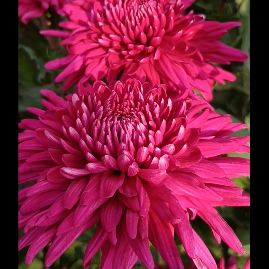 混色菊花苗耐寒耐热阳台地栽庭院