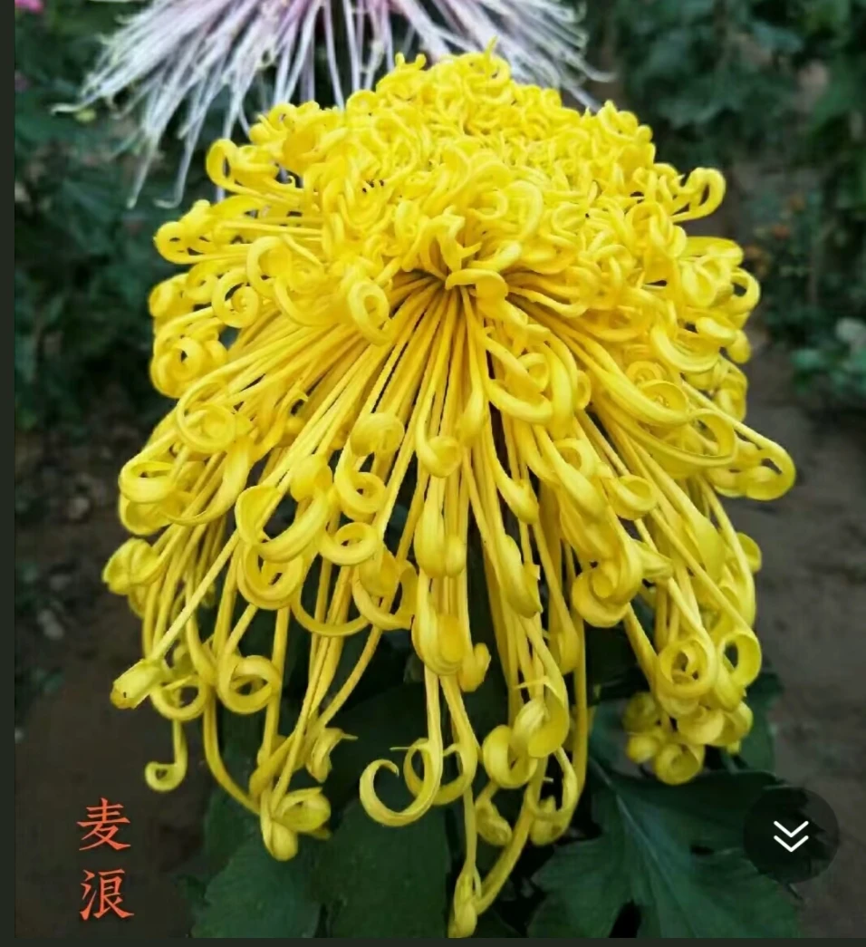金丝麦浪菊花苗耐寒耐热阳台地栽庭院