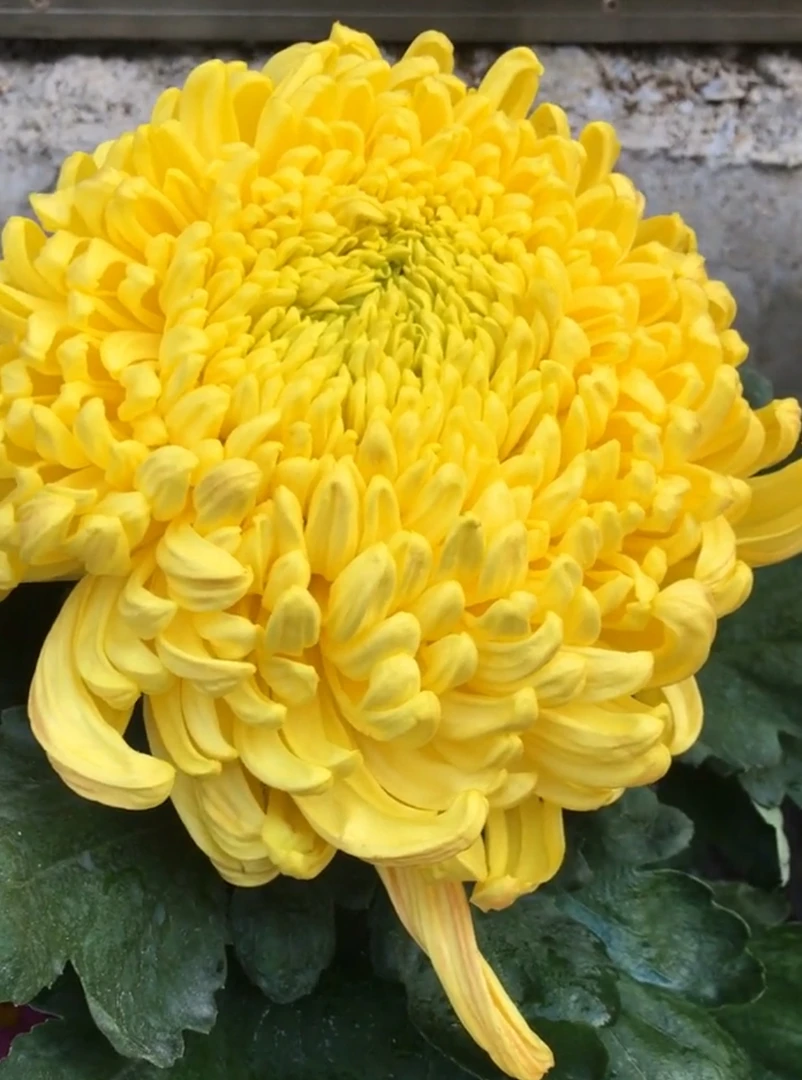 黄金龙菊花苗耐寒耐热阳台地栽庭院