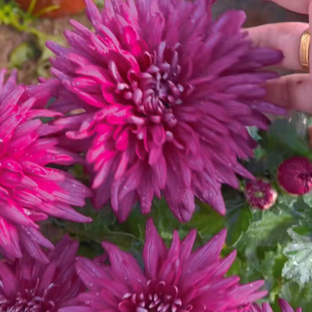 紫芙蓉菊花苗8.8米原土发货阳台地栽庭院