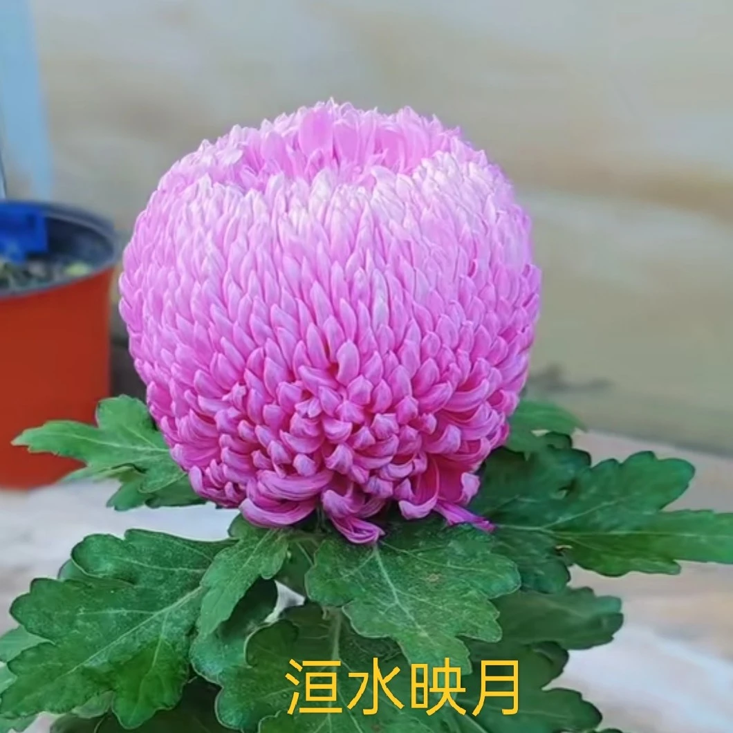 洹水映月菊花苗原土发货阳台地栽庭院