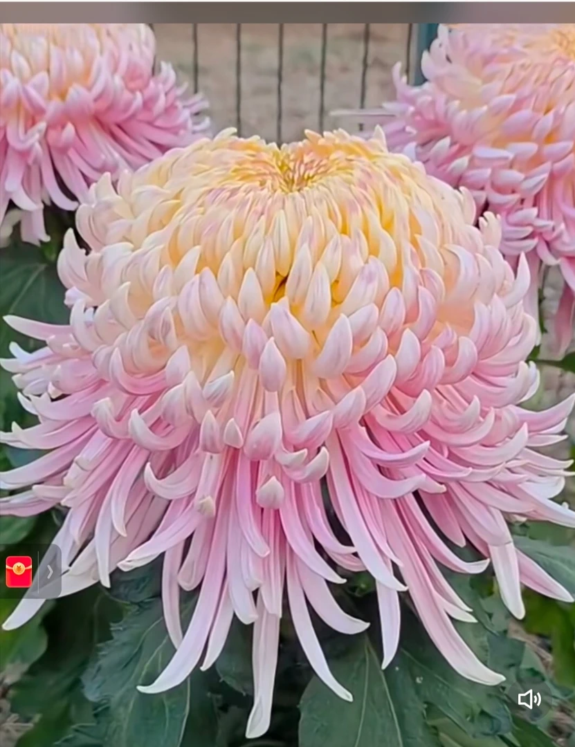 1到100一物一拍断枝掉花苞不包慎拍！无售后土球！