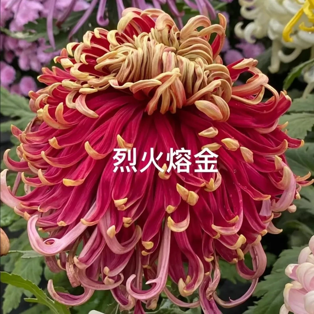 烈火熔金独本菊花苗原土发货阳台地栽庭院