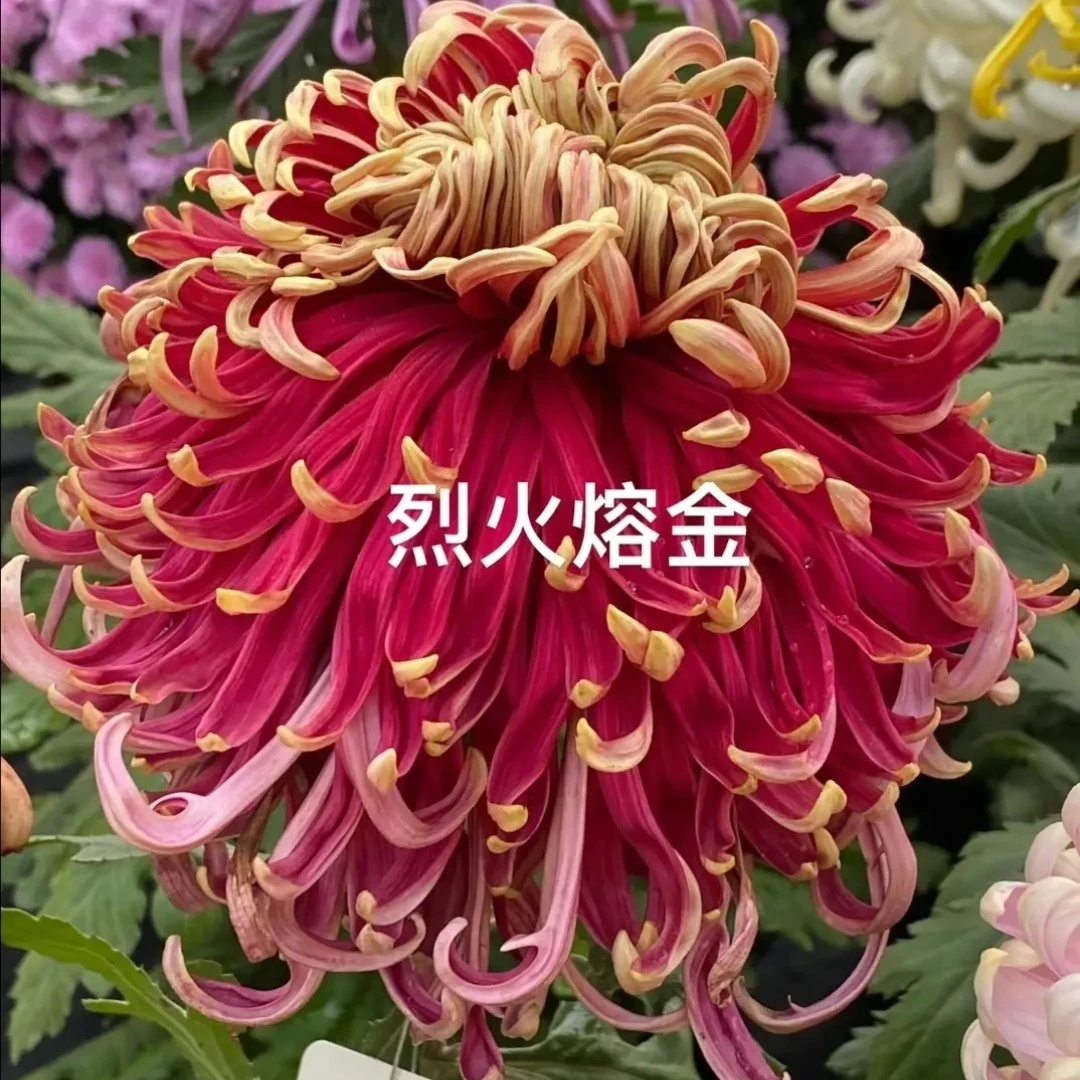 烈火融金菊花苗耐寒耐热阳台地栽庭院