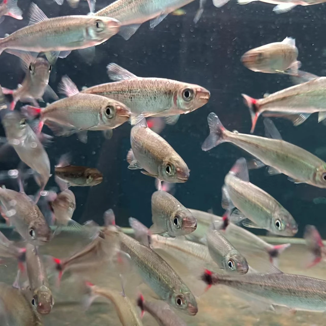 西西小鱼 极光蜻蜓鱼