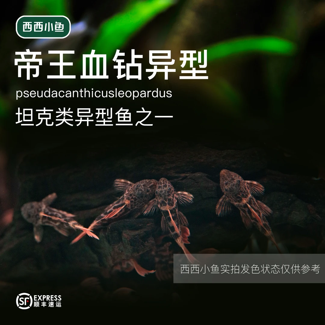 西西小鱼 帝王血钻异型