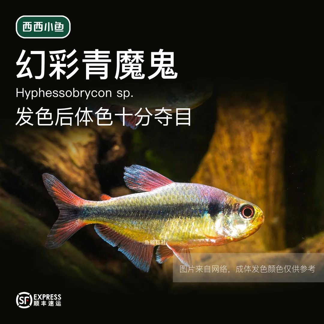 西西小鱼 幻彩青魔鱼 灯科鱼 小鱼观赏鱼