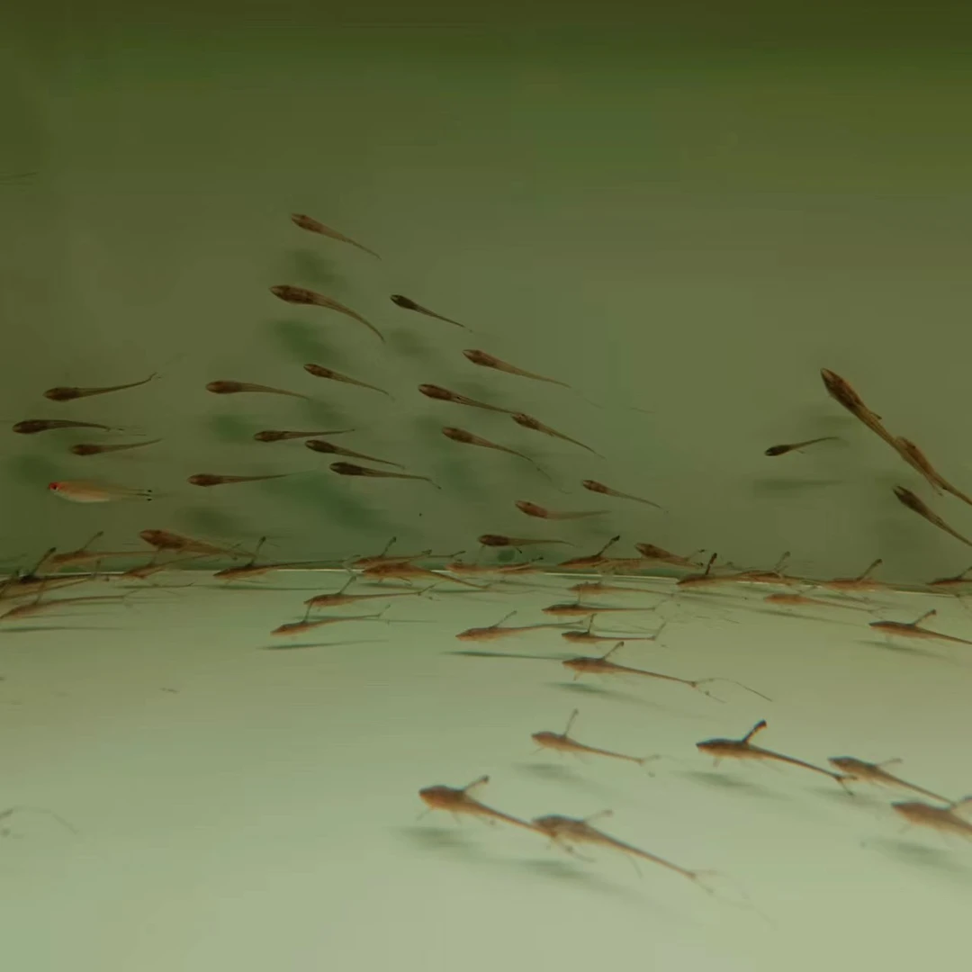 西西小鱼 皇冠直升机鱼