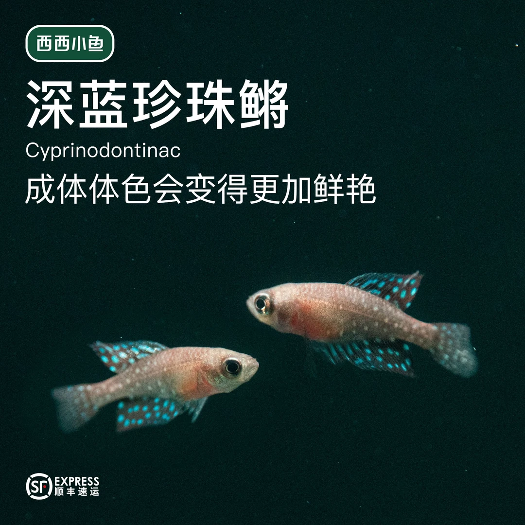 西西小鱼 深蓝珍珠鳉灯科鱼