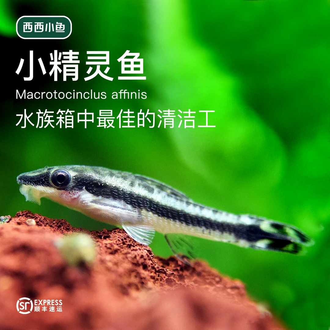 西西小鱼 小精灵鱼 灯科鱼小鱼观赏鱼小型饲养混养热带水族