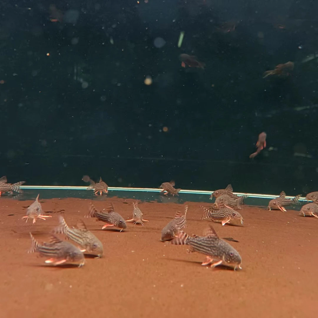 西西小鱼 金翅珍珠鼠鱼