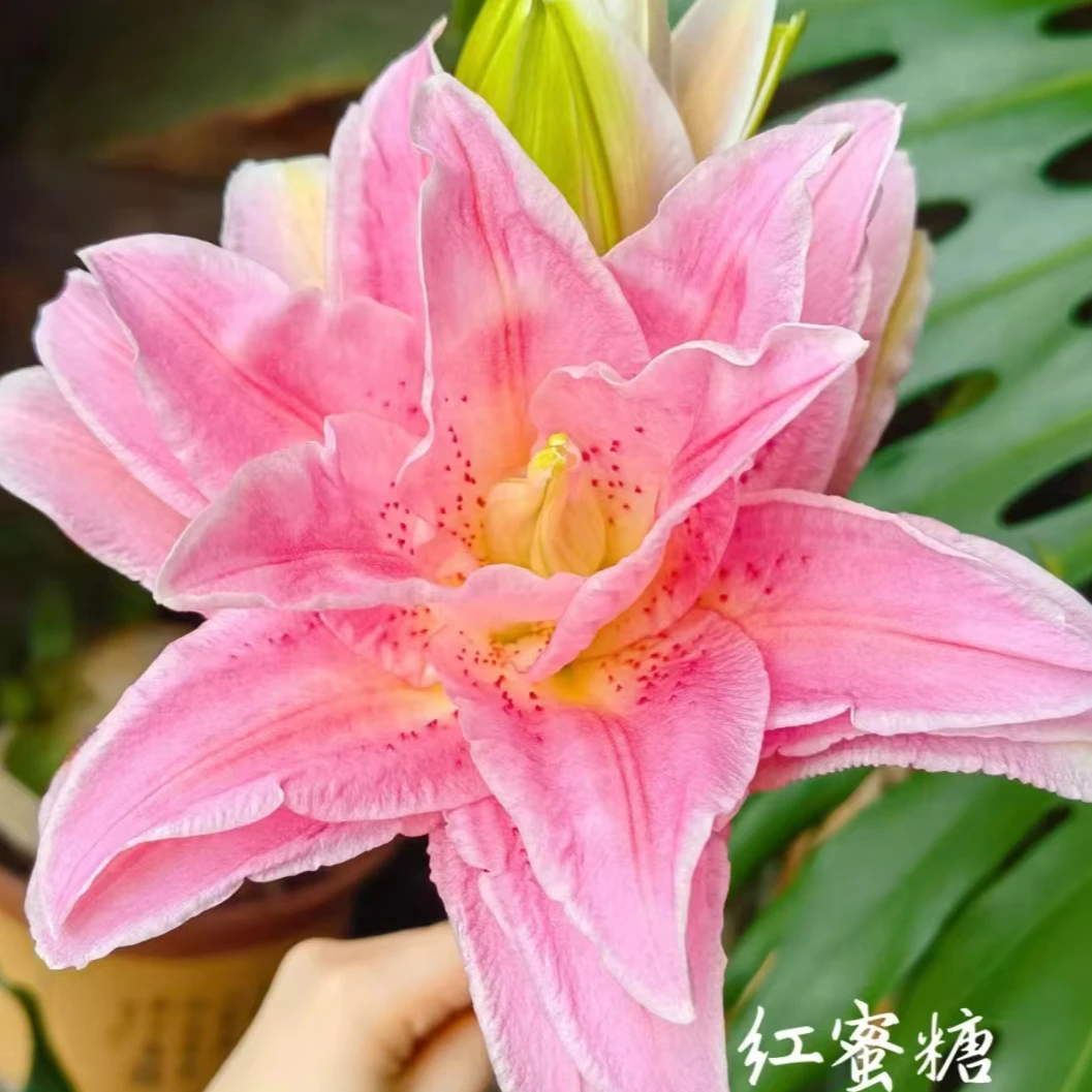 【重瓣】红蜜糖香水百合【任意2单顺丰冷链包邮 鲜花20%不售后 】