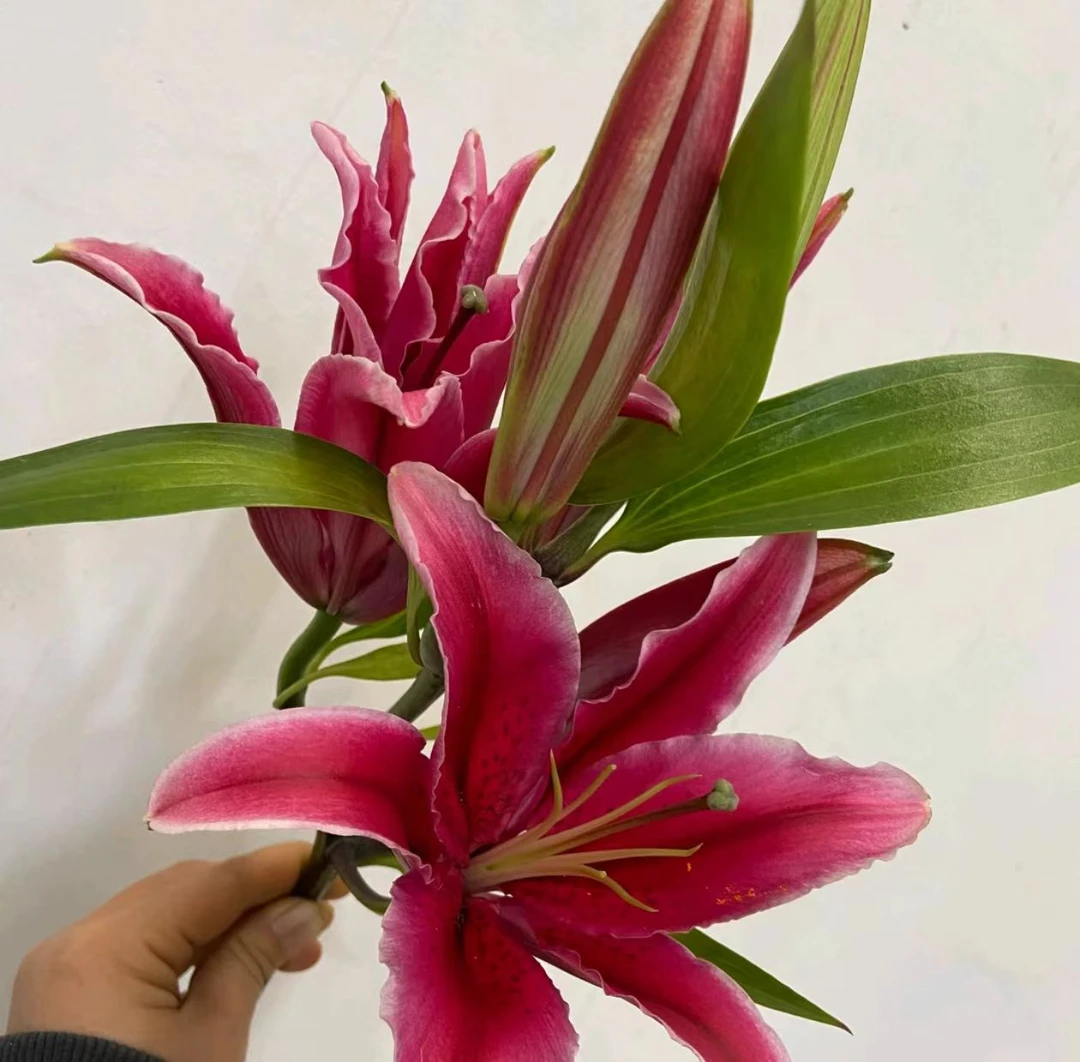 【红色】查特维尔香水百合【同地址任意两单顺丰包邮，鲜花20%不售后】