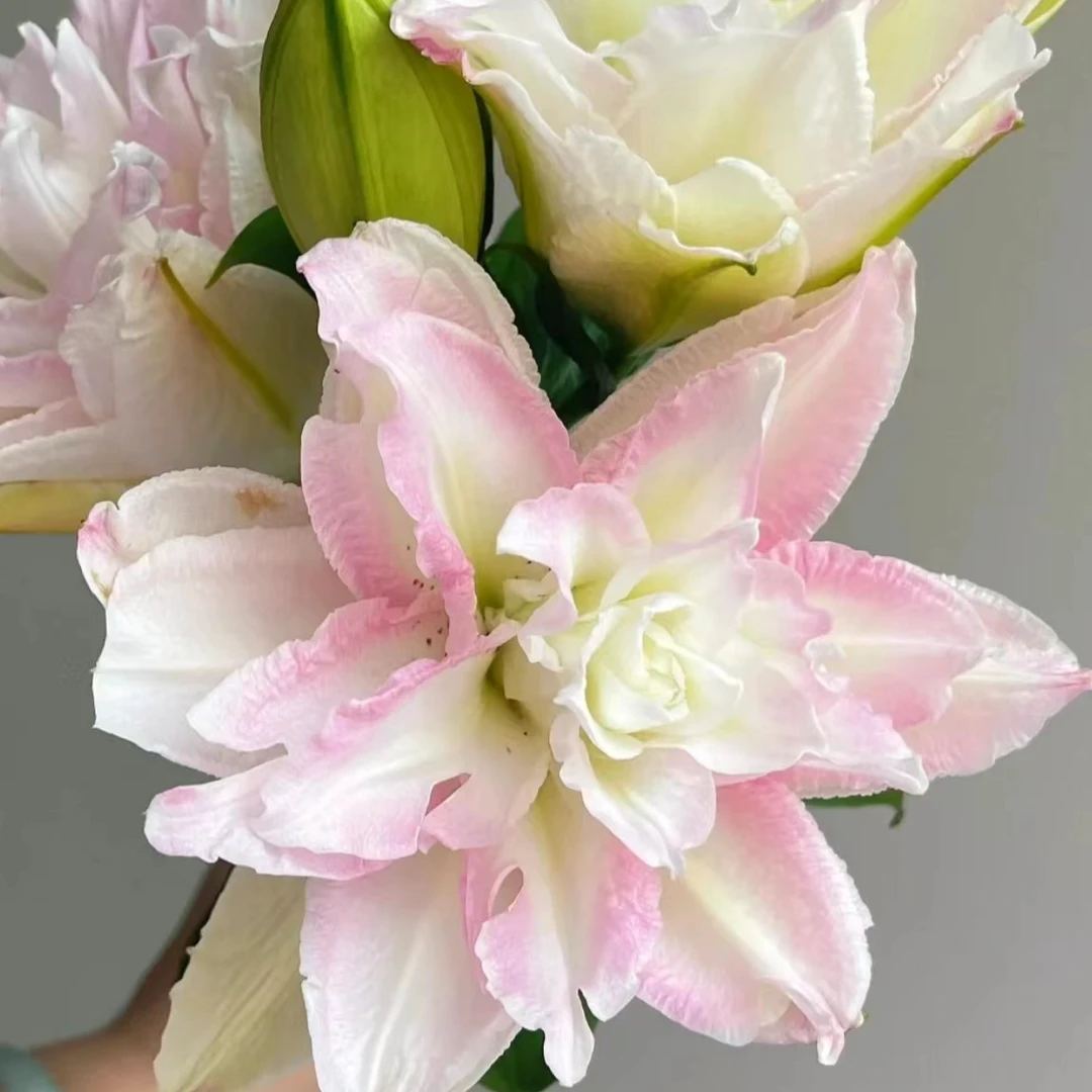 【重瓣】幻想香水百合【任意两单顺风冷链包邮 鲜花20%不售后】