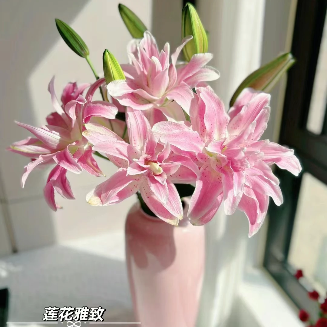 【重瓣】莲花雅致香水重瓣【任意2单顺丰冷链包邮 鲜花20%不售后