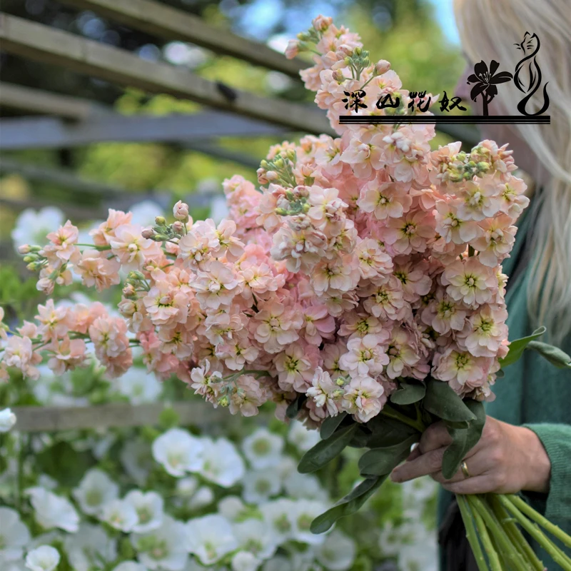 盆栽型矮种紫罗兰盆苗种苗切花室外花园庭院阳台花卉植物地栽耐寒